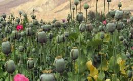آگاهی عمومی سد راه کشت گیاهان ممنوعه است
