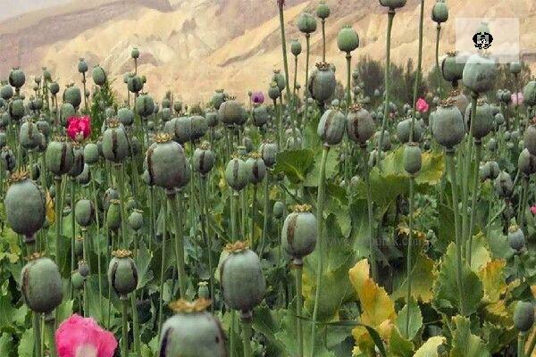 آگاهی عمومی سد راه کشت گیاهان ممنوعه است