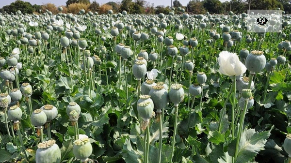 اجاره دادن زمین برای کشت گیاهان ممنوعه جرم است