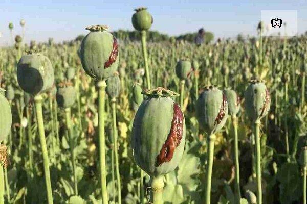 قوه قضاییه: کشت خشخاش جرم است