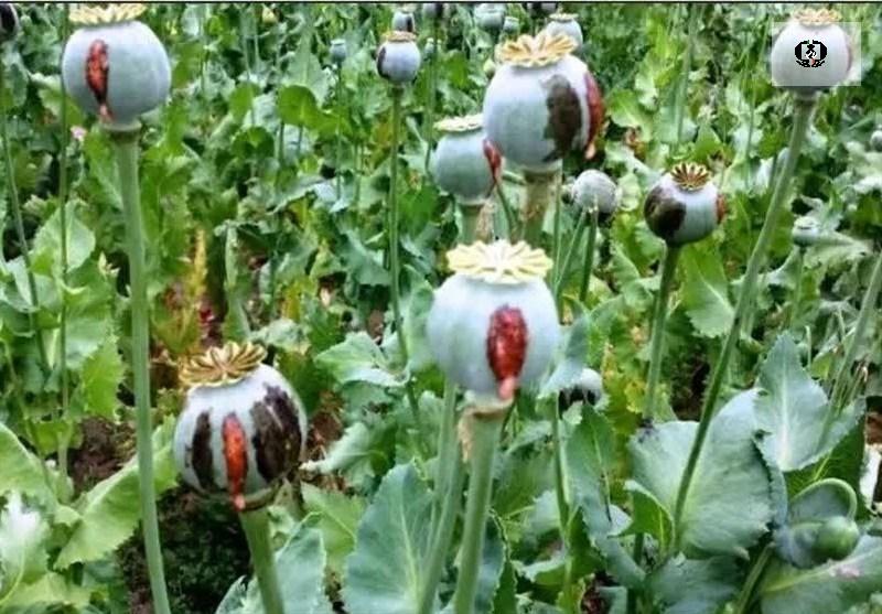 برخورد قضایی با کشت&zwnj;کنندگان گیاهان ممنوعه در لرستان